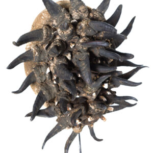 War mask - Wood, Horn, Teeth - Guere - Ivory Coast - Image 4