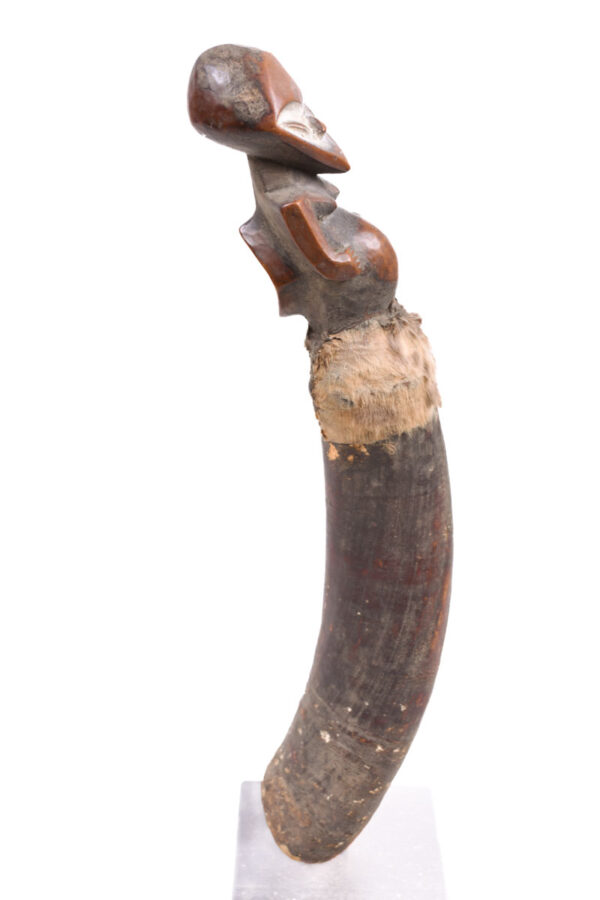 Horn - Buffalo horn - Kwele - DR Congo
