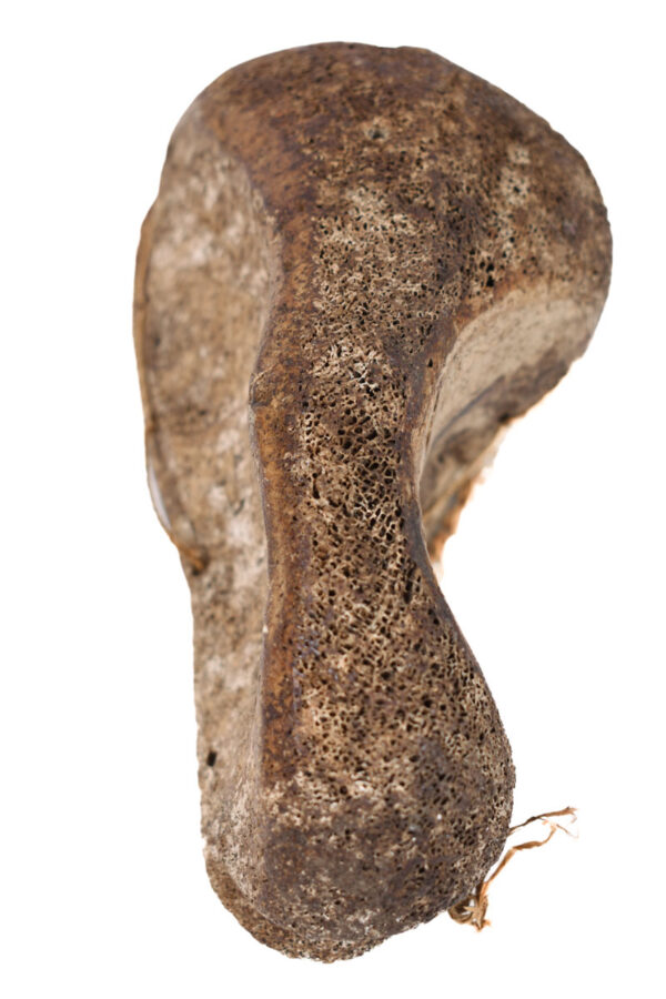 Head - Bone - Lega - DR Congo