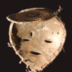 Mask - Wood - Mitsogho - Gabon