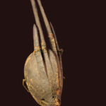 Ci-wara Headdress - Wood - Bambara - Mali