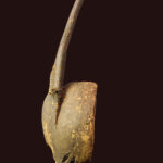 Ci-wara Headdress - Wood - Bambara - Mali