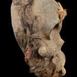 Skull Mask - Wood - Bulu - Cameroon