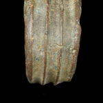 Anklet / Currency - Bronze - Mongo - Ekonda - Congo DRC