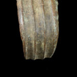 Anklet / Currency - Bronze - Mongo - Ekonda - Congo DRC