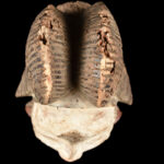 Initiation mask - Wood - Punu - Gabon