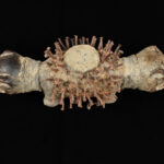 Nkisi Kozo - Glass, Nail, Wood - Bakongo - Congo
