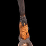 Ceremonial Pipe - Clay, Bone - Bamun - Cameroon