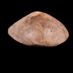 Mask - Wood - Lega - Congo