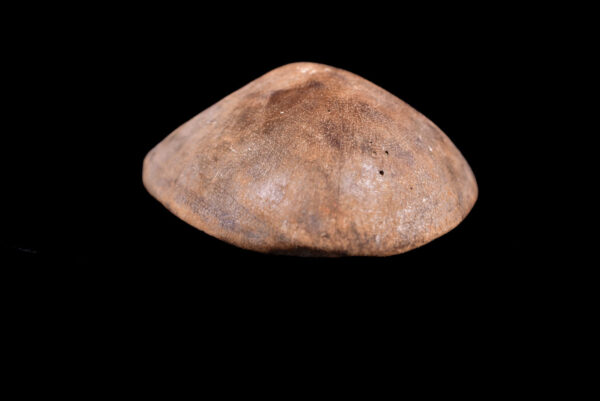 Mask - Wood - Lega - Congo