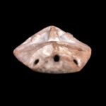 Mask - Wood - Lega - Congo