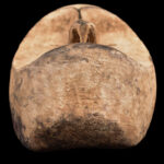 Ngil mask - Wood - Fang - Gabon