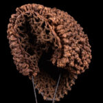 Mwana Pwo Mask - Wood, Rope - Chokwe - DR Congo